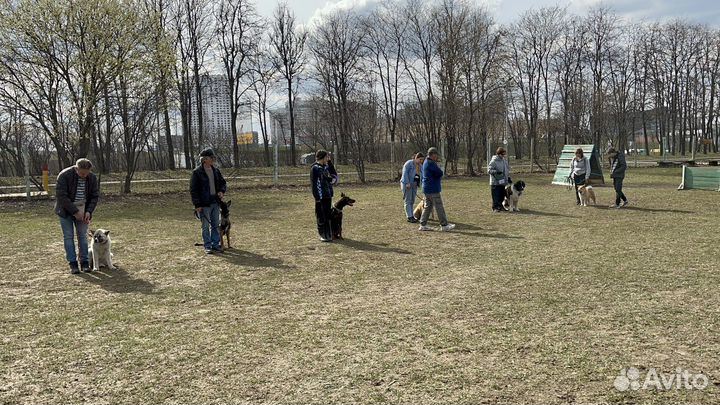 Кинолог/Дрессировка собак/Выгул собак