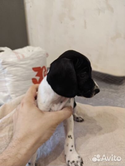 Щенки русского спаниеля