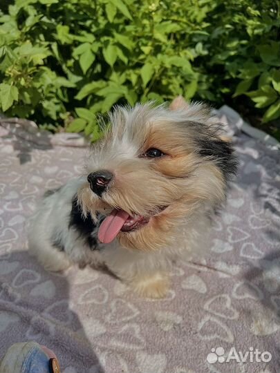 Йорк бивер и голддаст