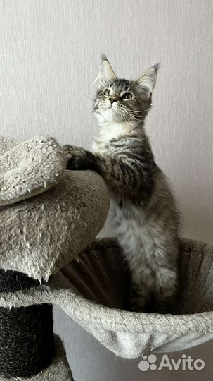 Котята мейн-кун