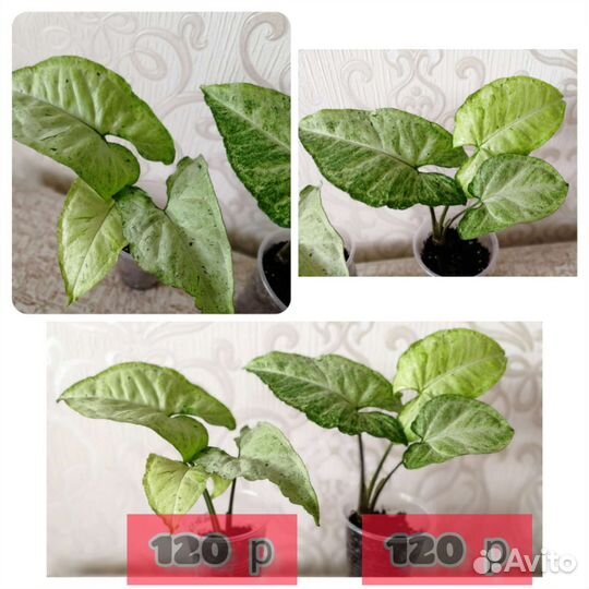 Сингониумы Панда/Фриклес/Баттерфляй