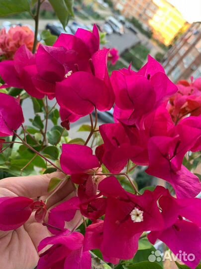 Бугенвиллия