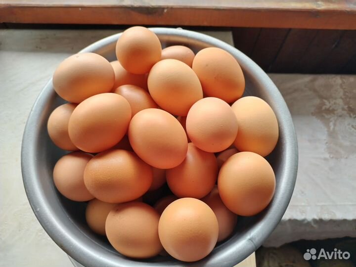 Домашнее куриное яйцо