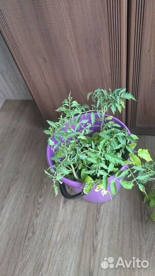 Рассада помидор