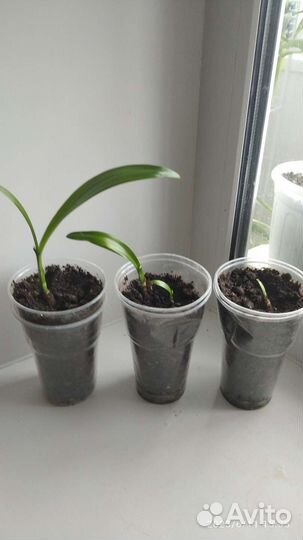 Гименокаллис