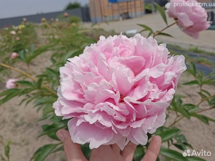 Сара Бернар пион