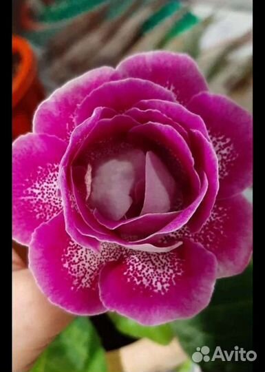 Глоксиния махровая