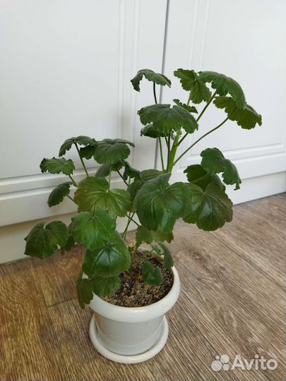 Пеларгония