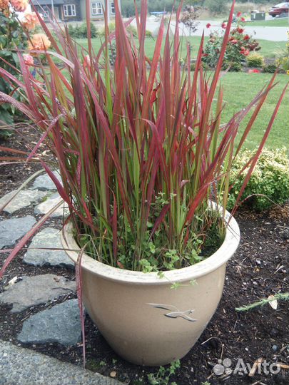 Императа, Зебринус, Лисий хвост