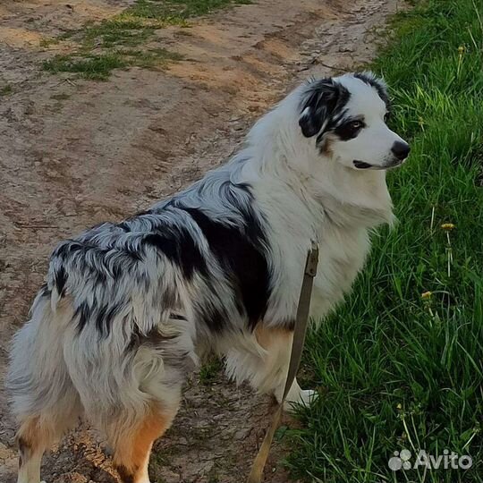 Австралийская овчарка аусси вязка