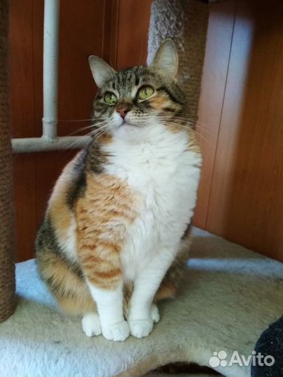 Кошка Гуша ищет дом