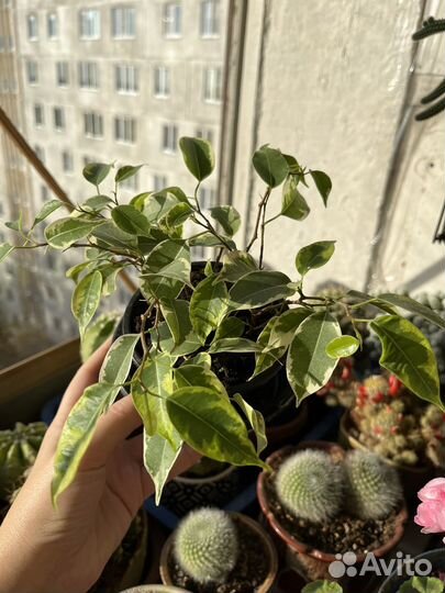 Фикус бенджамина