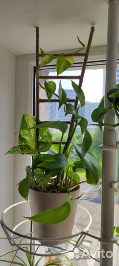 Эпипремнум золотистый