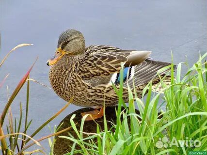 Утки подсадные для охоты