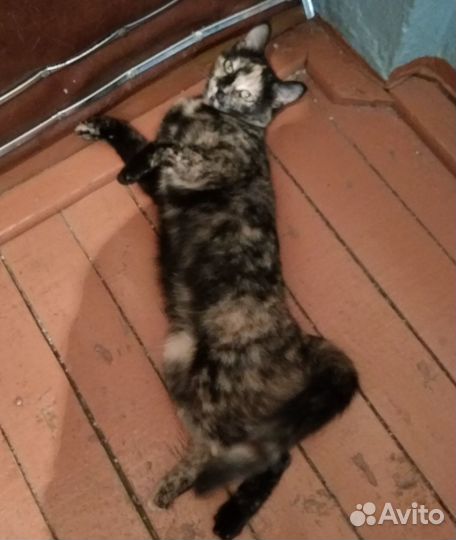 Ищем хозяев для кошки