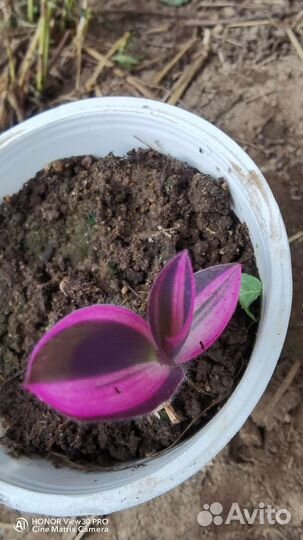 Сеткреазия вариегатная, Альбифлора