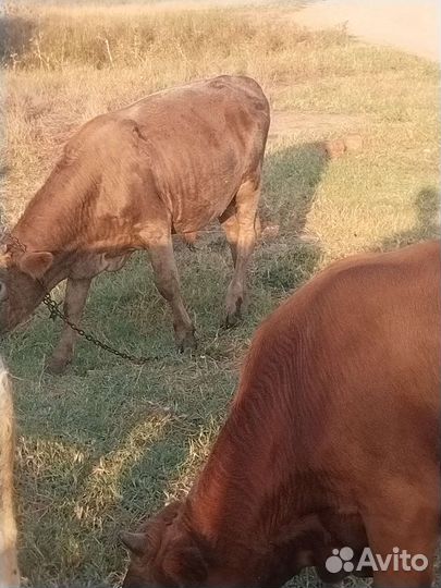 Продам Бычков