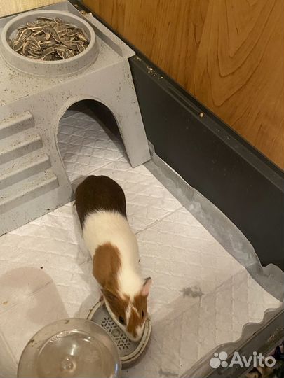 Морская свинка с клеткой