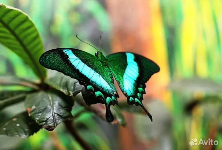 Живые бабочки т/б-11