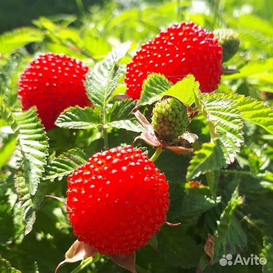 Тибетская малина