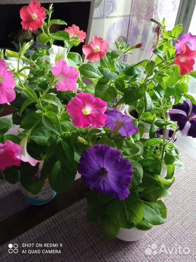 Комнатные цветы