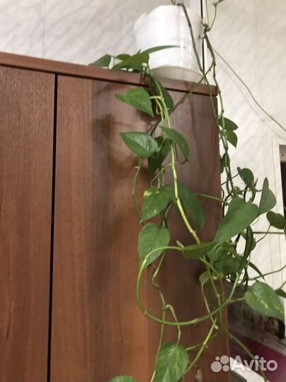 Сциндапсус