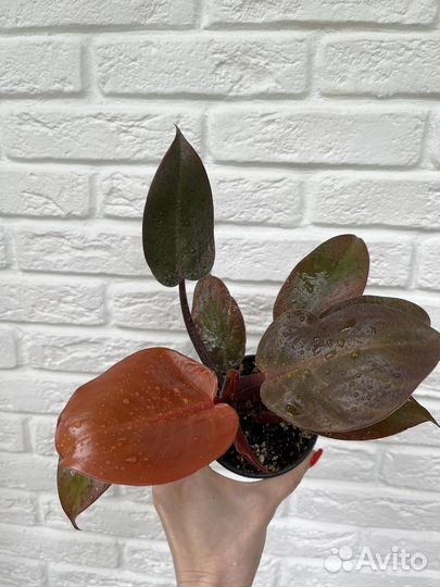 Филодендрон рэд сан