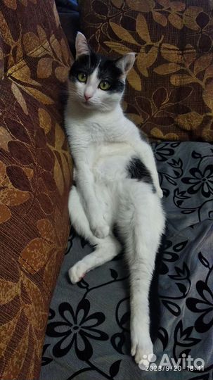 Отдам котика в добрые руки