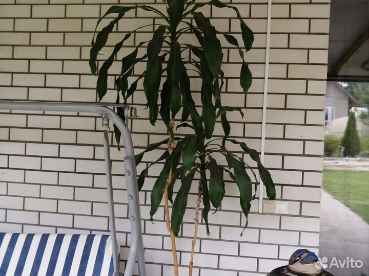 Комнатные цветы юкка, аспарагус