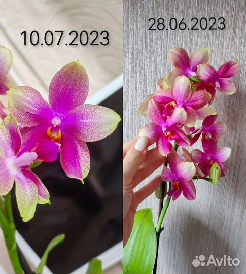 Ароматная орхидея фаленопсис Liodoro