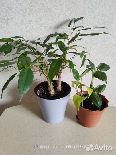 Фикус Бенджамина, диффенбахия, эпипремнум неон