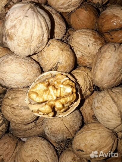 Орех грецкий