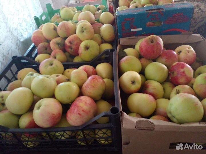 Яблоки и сок из них