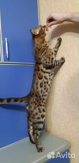 Бенгальский кот вязка