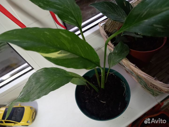 Спатифилум даймонд