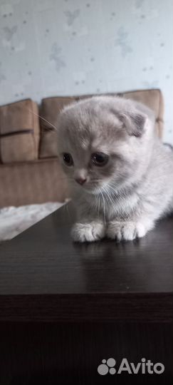 Шотландская