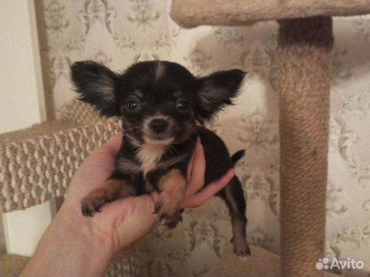 Чихуахуа мини