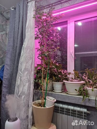 Фикус бенджамина большой