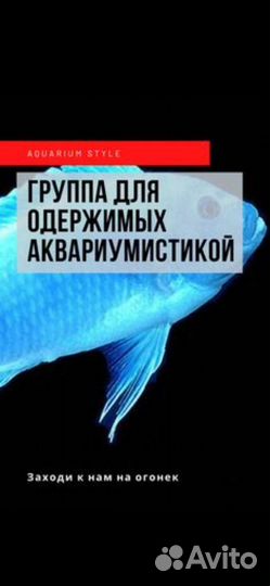 Аквариумистика Нерюнгри