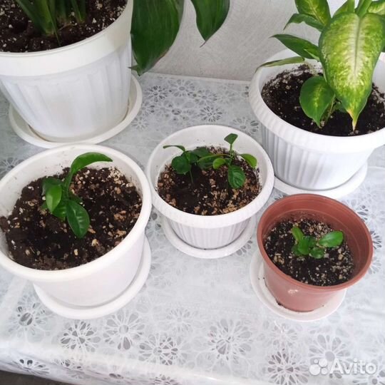 Комнатные растения цветы