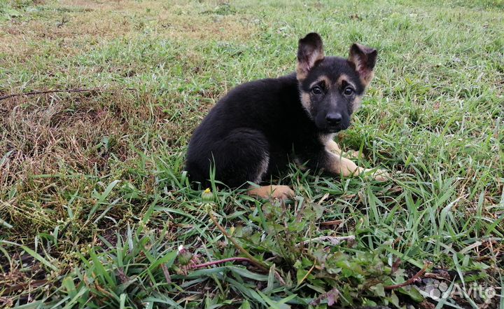 Щенки Восточно-европейской овчарки вео