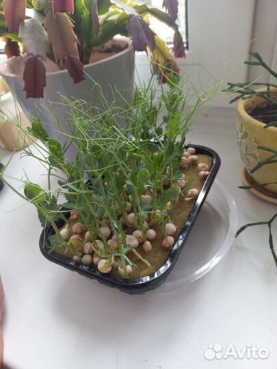 Микрозелень гороха