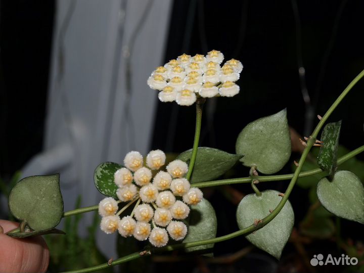 Хойи сортовые