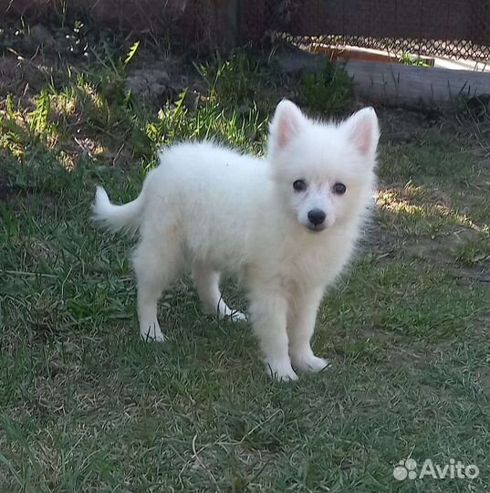 Щенки Японского Шпица