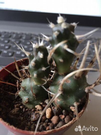 Кактус Tephrocactus articulatus
