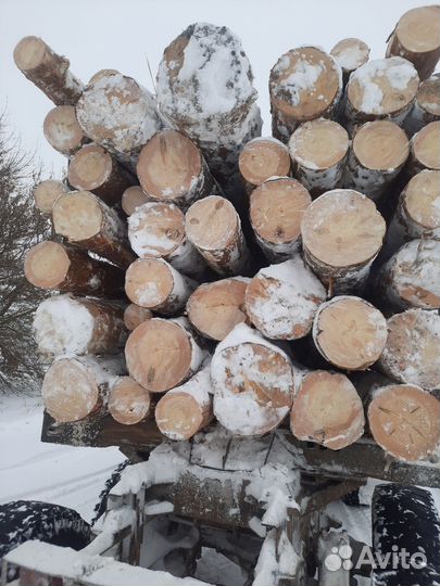 Лес кругляк сосна