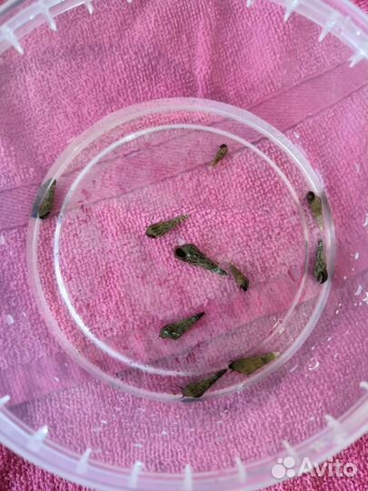 Улитки Мелании в аквариум