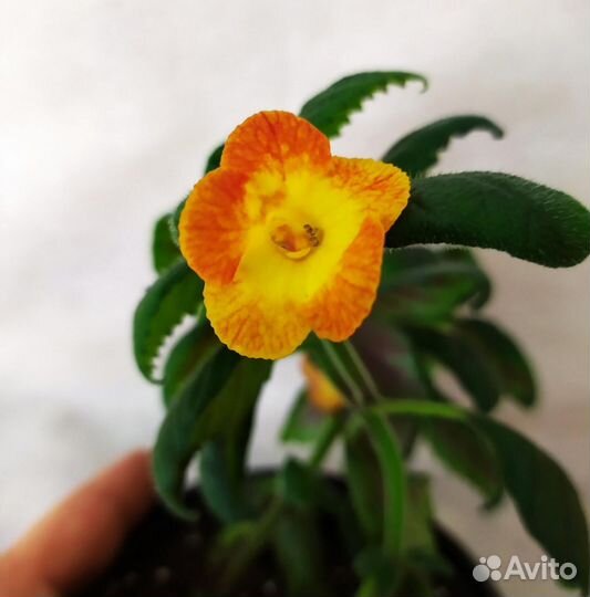 Ризомы ахименесов