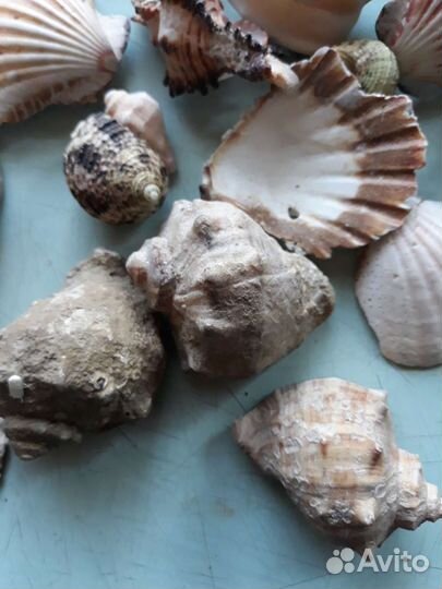 Ракушки разные