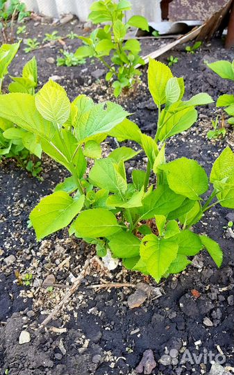 Гортензия саженцы